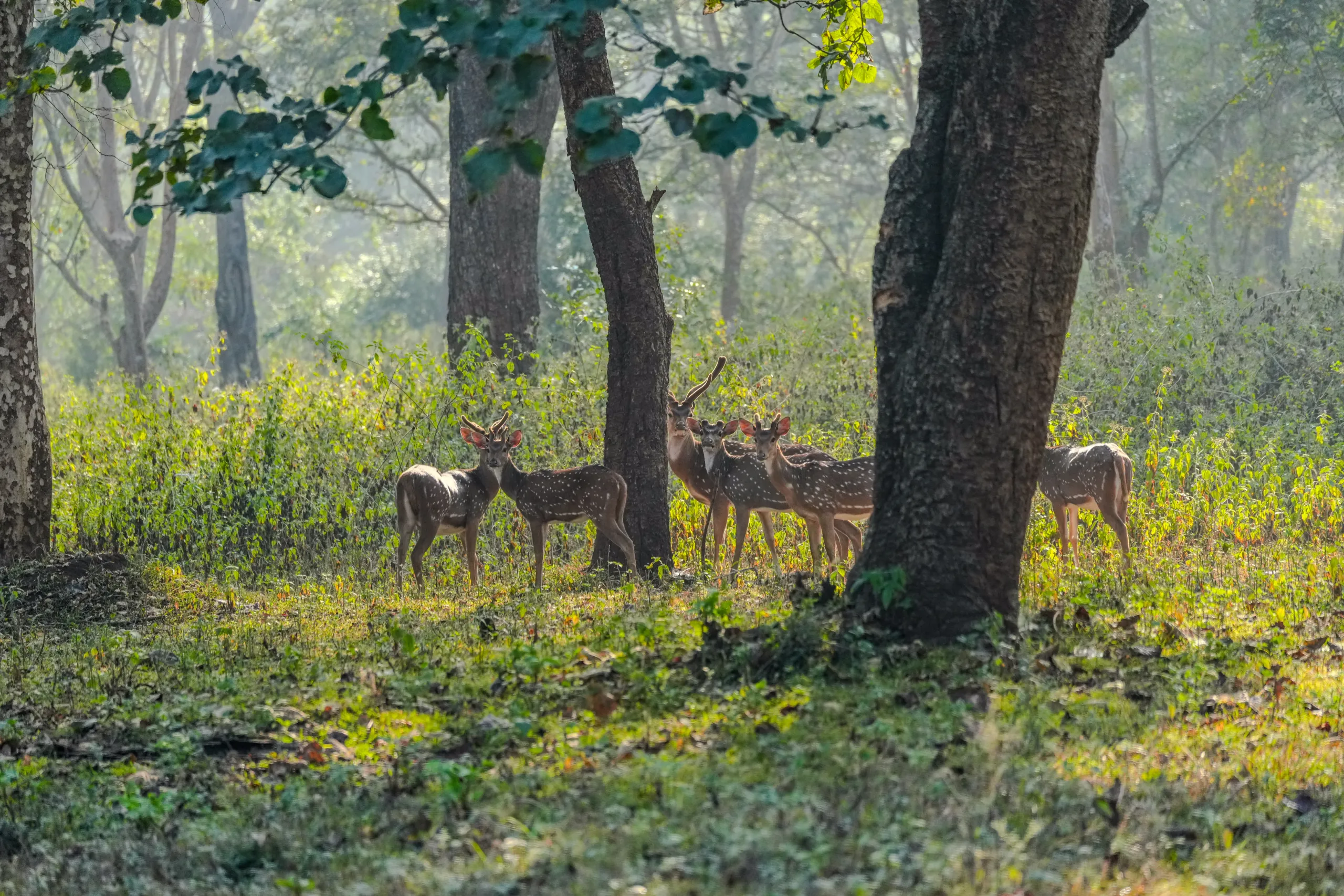 Group of spotted deer standing in forest light during a morning safari in Bandipur