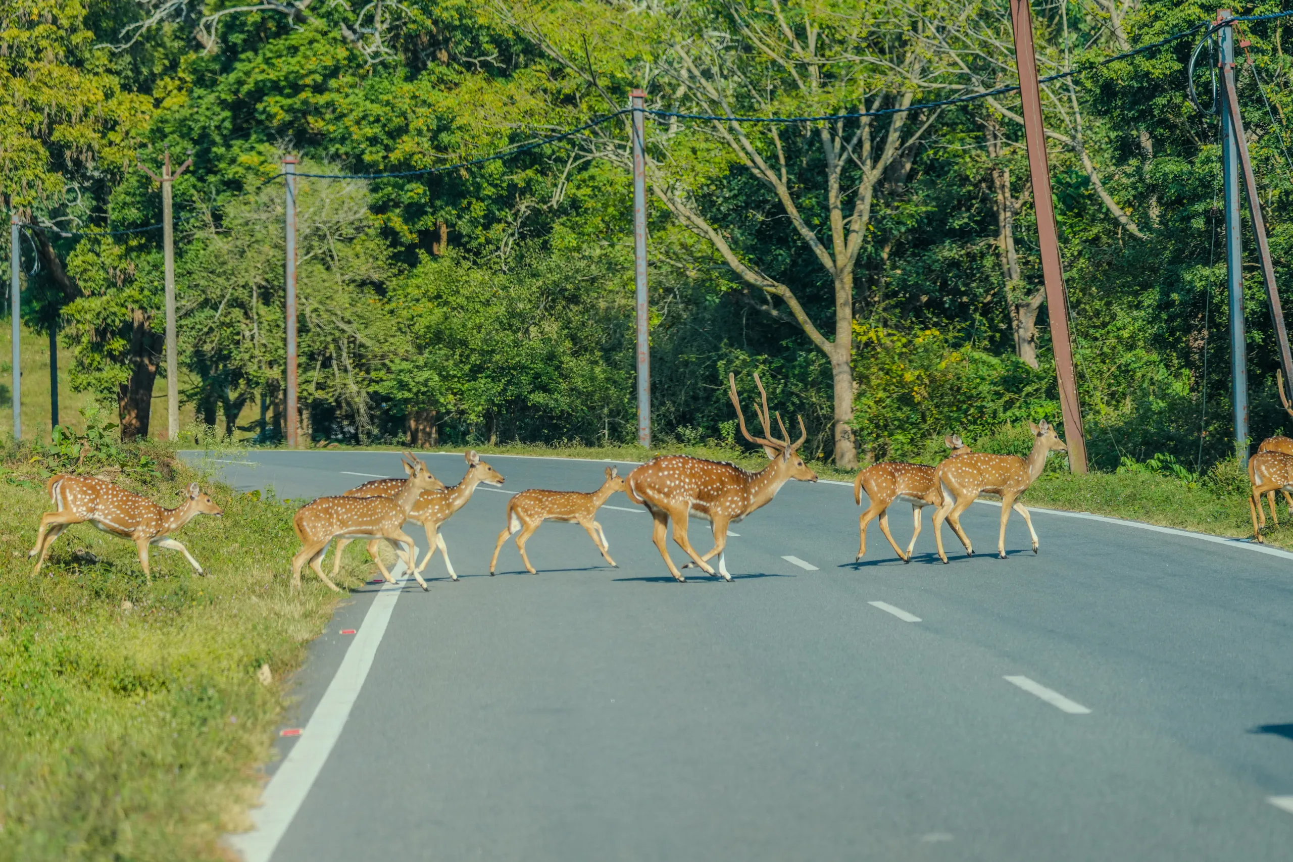Herd of spotted deer crossing a paved forest road in Bandipur Tiger Reserve, Karnataka