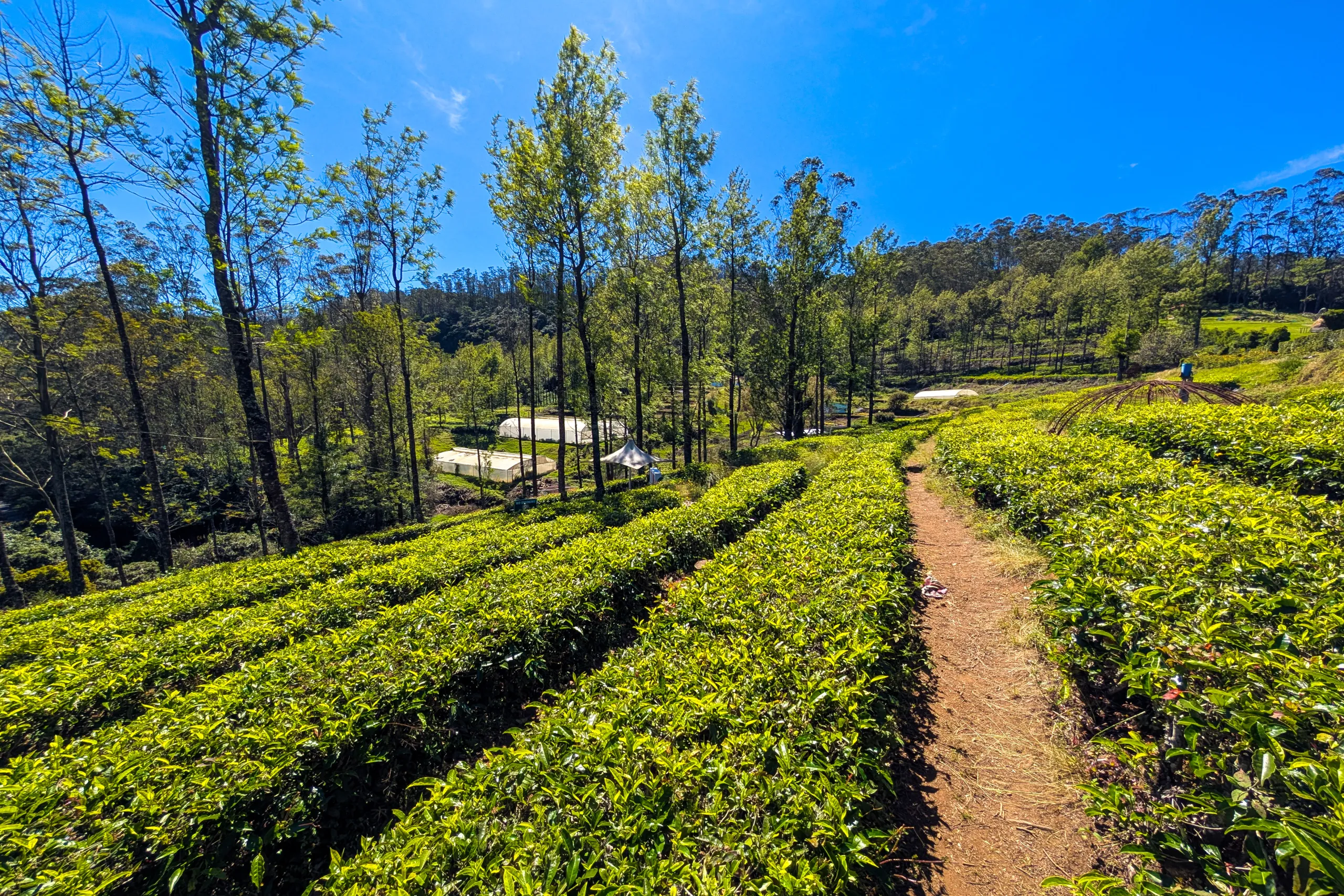 Narrow pathway through tea garden rows under tall trees in Ooty hills