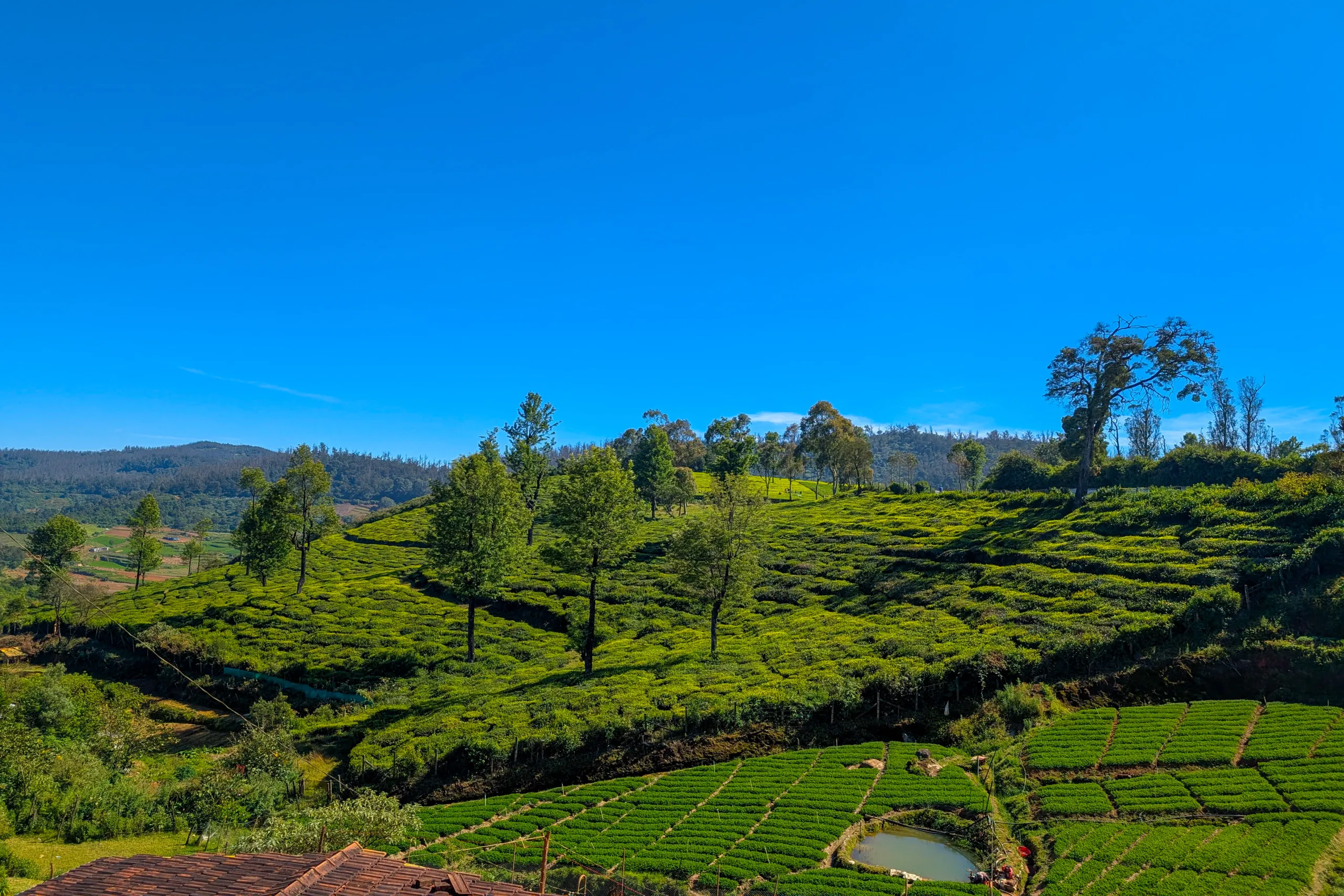 Wide tea plantation fields spread across green slopes under a clear blue sky in Ooty