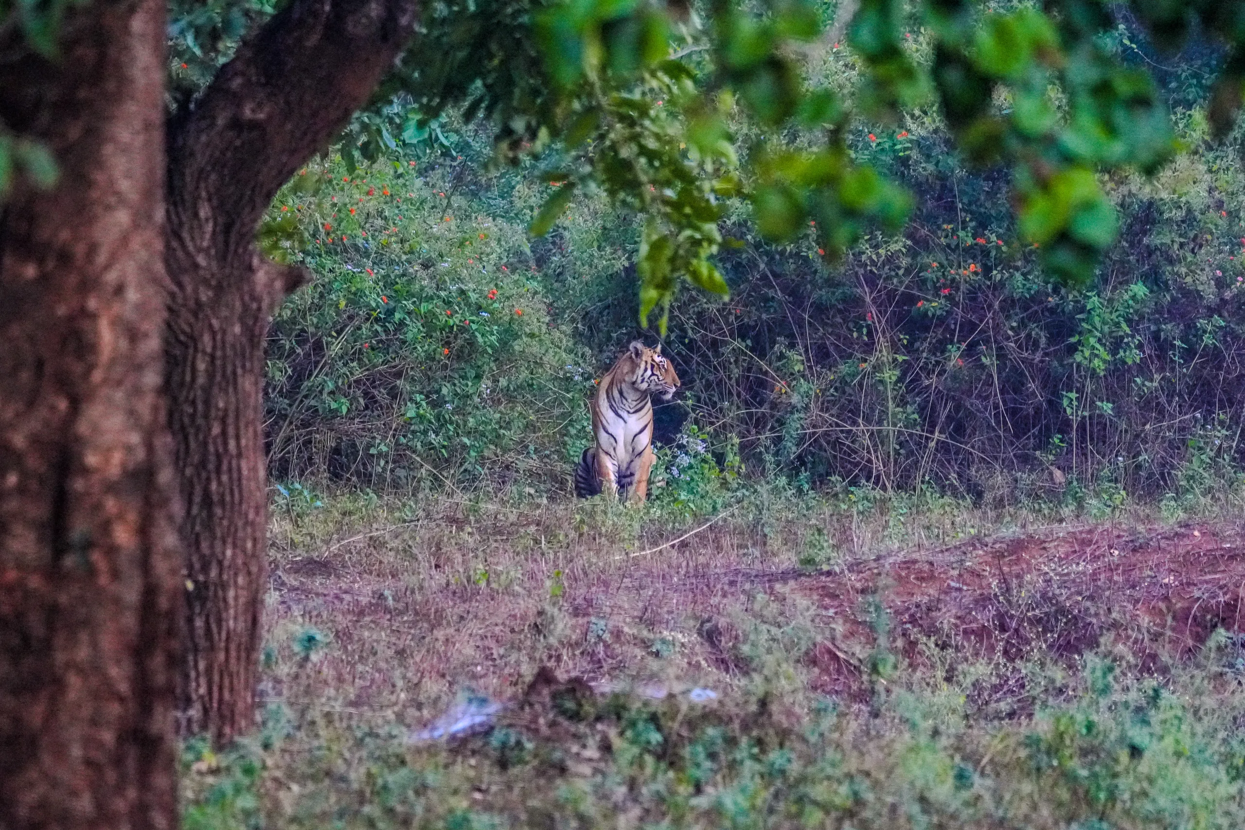 Tiger resting near dense vegetation during a safari in Kabini Tiger Reserve.
