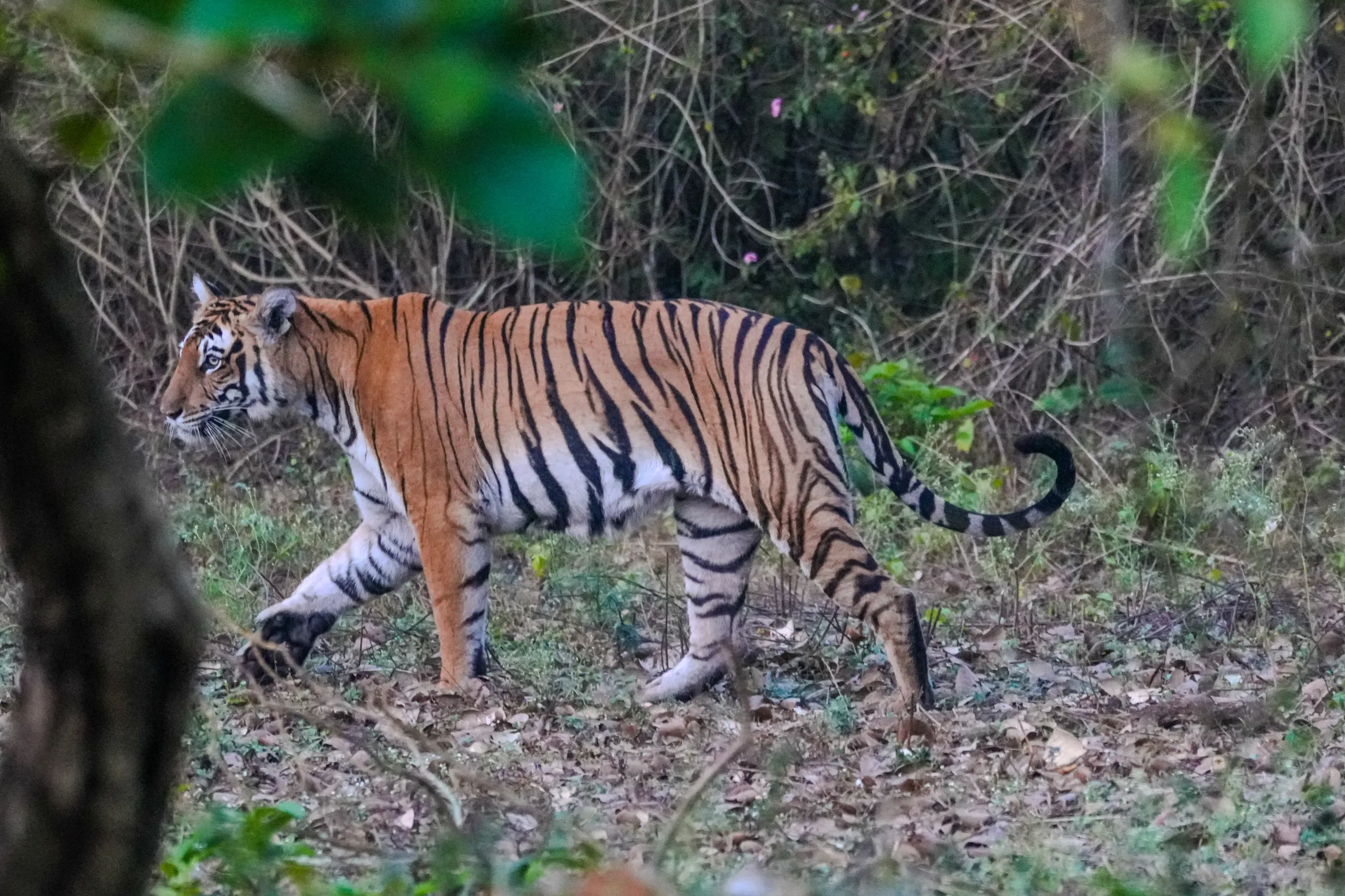 Tiger walking along the forest edge in Bandipur Tiger Reserve during an early morning safari