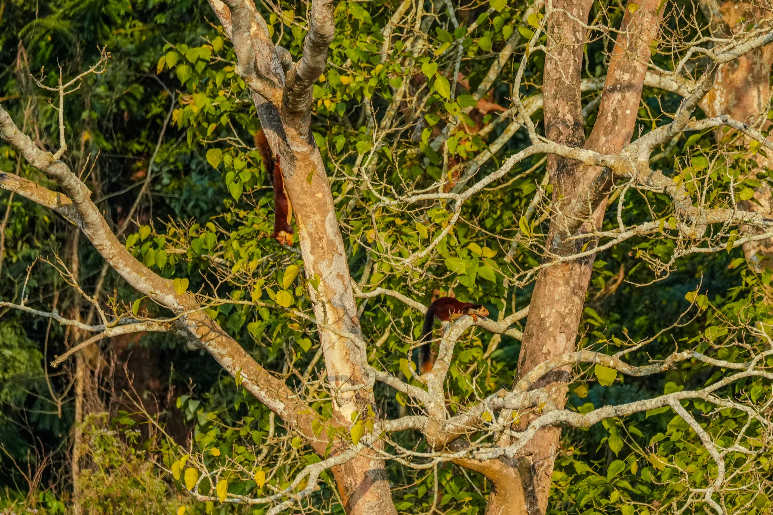 Two Malabar giant squirrels seen together on tree branches in Kabini.