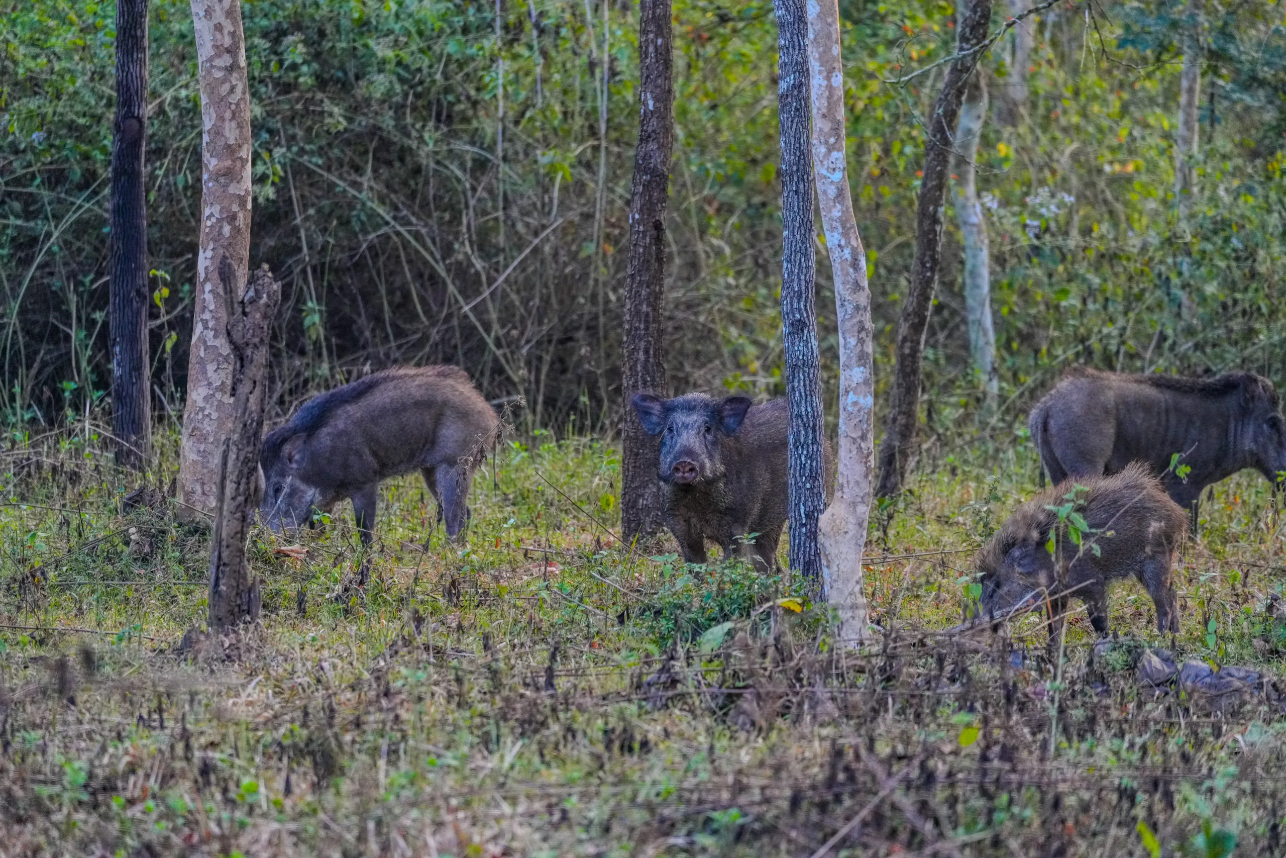 Group of wild boars foraging inside the forest during a Kabini safari.